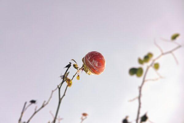 Cięcie czereśni – poradnik dla ogrodników