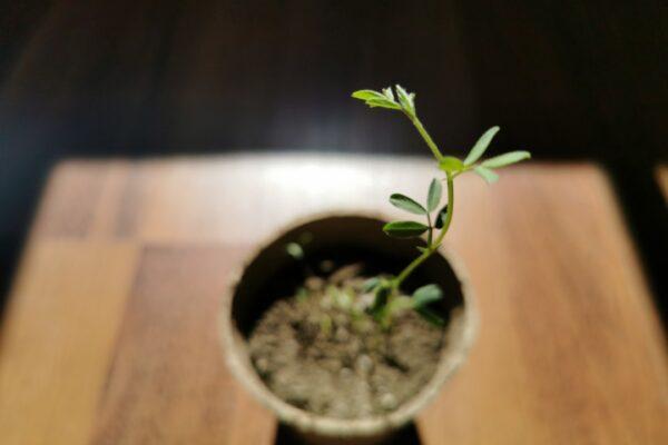 5 kroków do udanego sadzenia malin