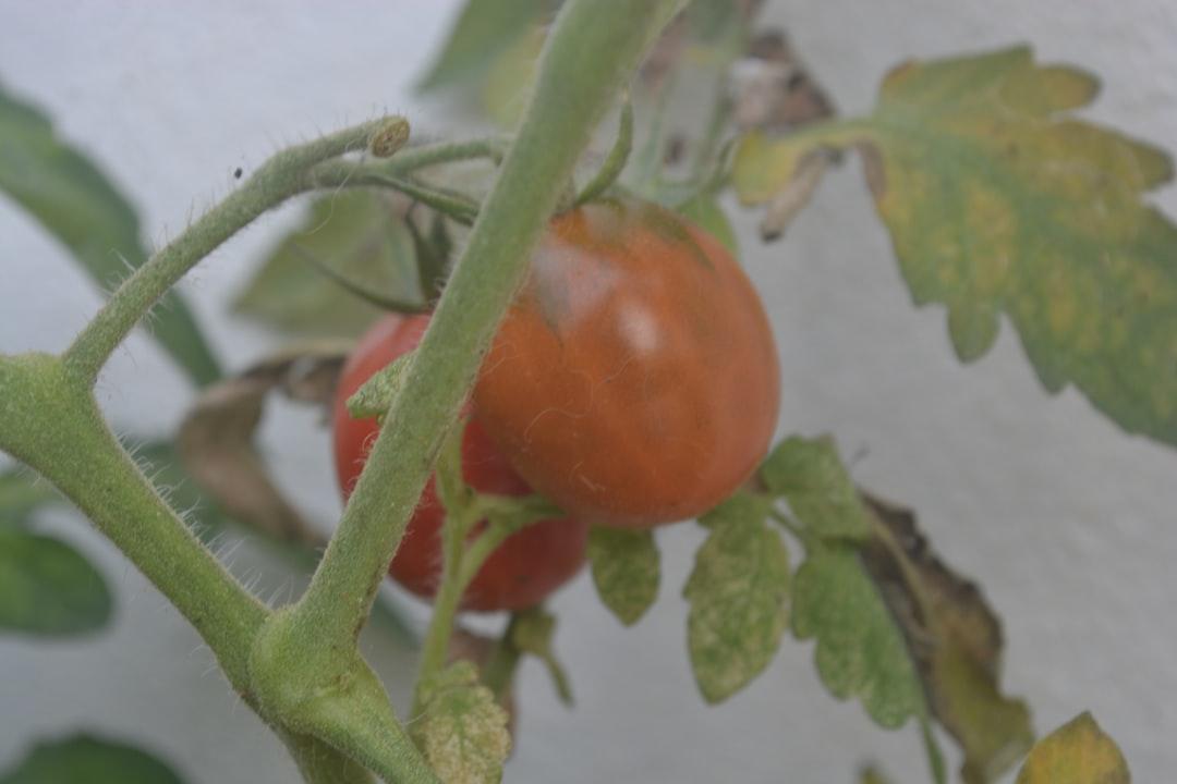 Sadzenie pomidorów – Kluczowe kroki i porady dla każdego ogrodnika
