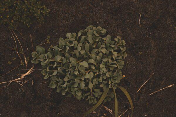 Poradnik: Jak sadzić tuje w klimacie umiarkowanym